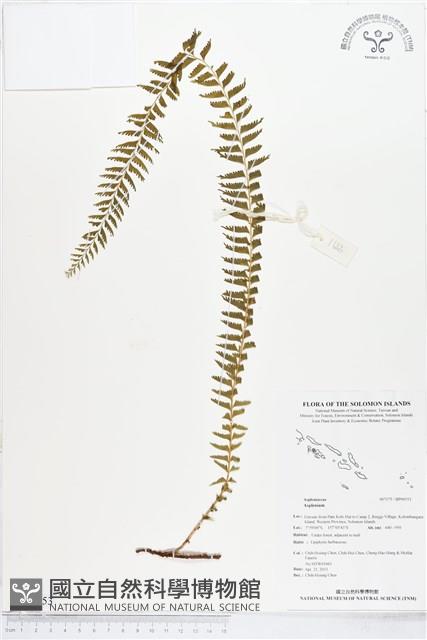 登錄號:BP00553藏品圖，第1張