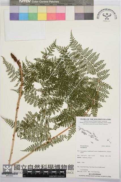 登錄號:BP03553藏品圖，第1張