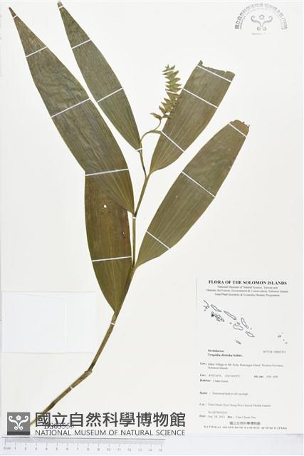 登錄號:BS03553藏品圖，第1張