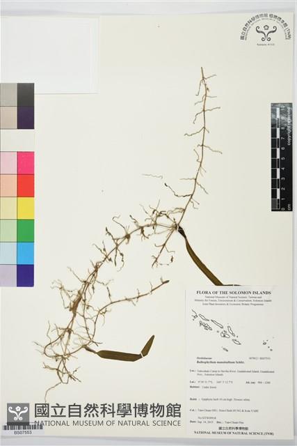 登錄號:BS07553藏品圖，第1張