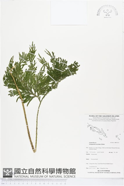 登錄號:BP01953藏品圖，第1張