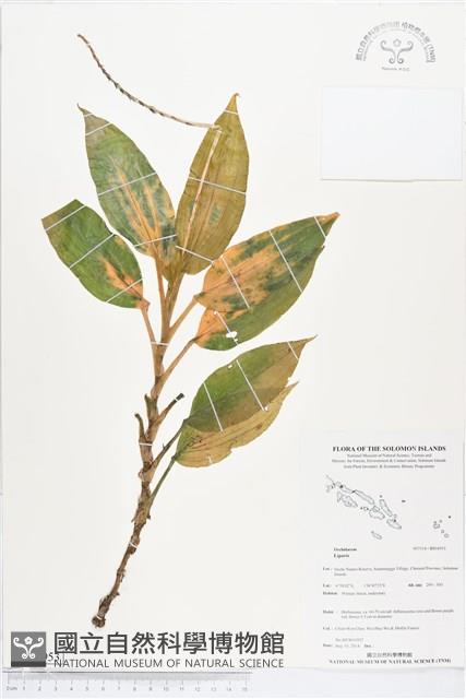 登錄號:BS04953藏品圖，第1張