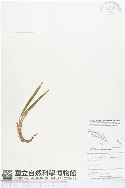 登錄號:BS03953藏品圖，第1張