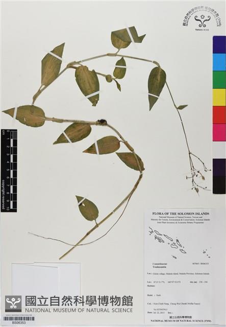 登錄號:BS06353藏品圖，第1張