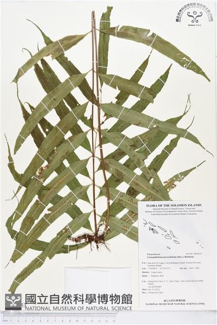 Accession Number:BP00353 Collection Image