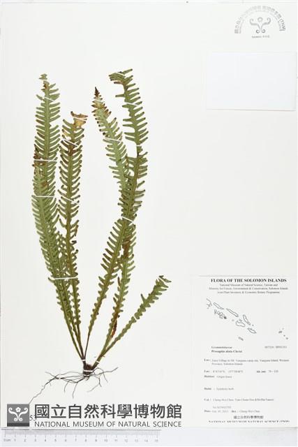 登錄號:BP01353藏品圖，第1張