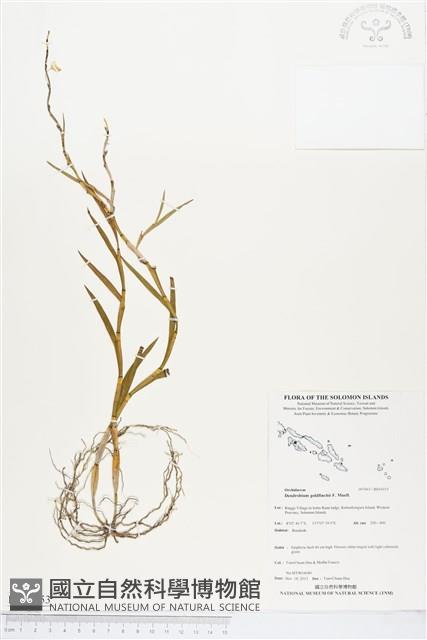 登錄號:BS04353藏品圖，第1張