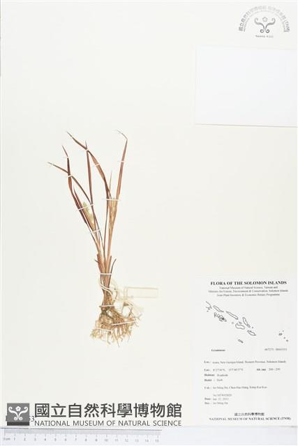 登錄號:BS03353藏品圖，第1張