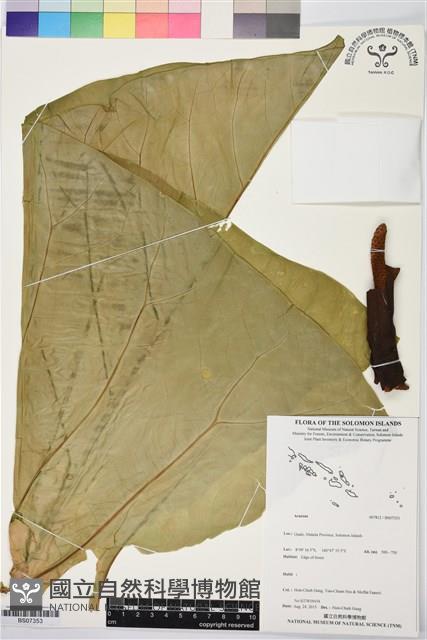 Accession Number:BS07353 Collection Image