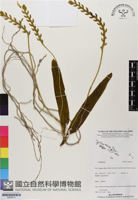 登錄號:BS06813藏品圖，第1張