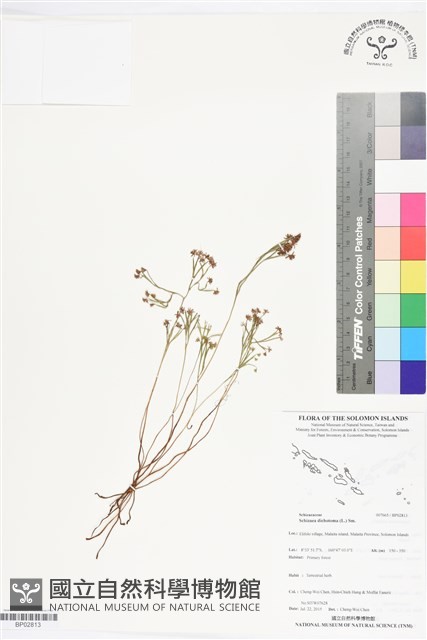 分枝莎草蕨藏品圖，第1張