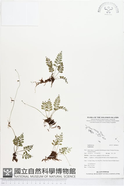 登錄號:BP00813藏品圖，第1張