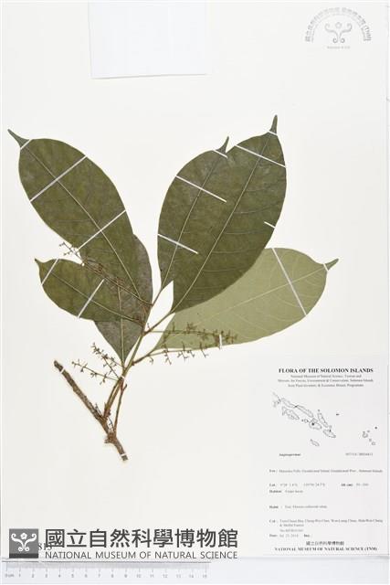 登錄號:BS04813藏品圖，第1張