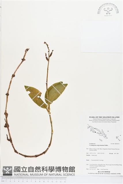 登錄號:BS03813藏品圖，第1張