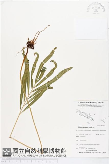 竹葉蕨藏品圖，第1張