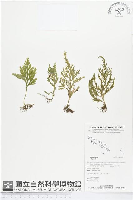 登錄號:BP00013藏品圖，第1張