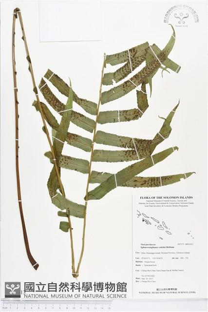 登錄號:BP01013藏品圖，第1張