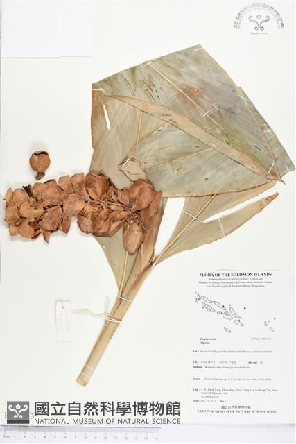 登錄號:BS04013藏品圖，第1張