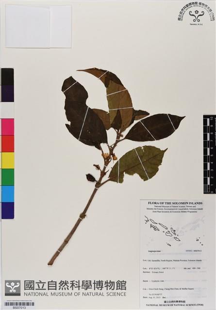 登錄號:BS07013藏品圖，第1張