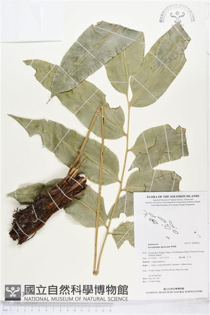 登錄號:BP00613藏品圖，第1張