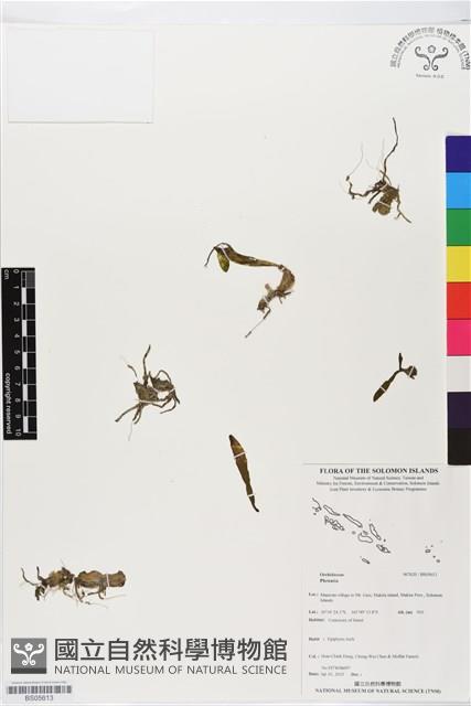 登錄號:BS05613藏品圖，第1張