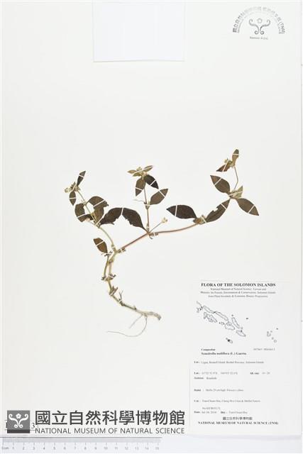 金腰箭藏品圖，第1張