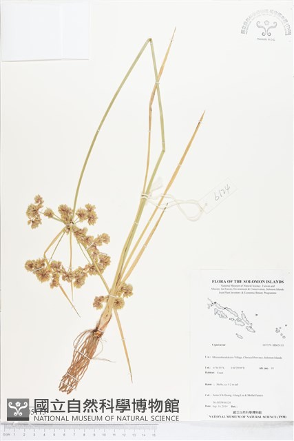 登錄號:BS05113藏品圖，第1張