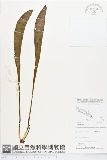 登錄號:BP02413藏品圖，第1張