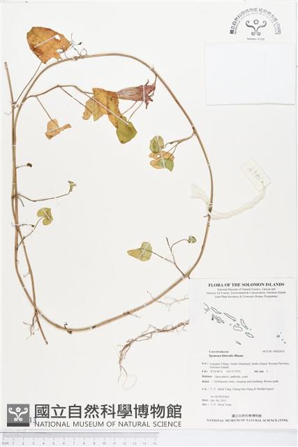 海牽牛藏品圖，第1張