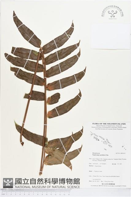 Accession Number:BP01413 Collection Image