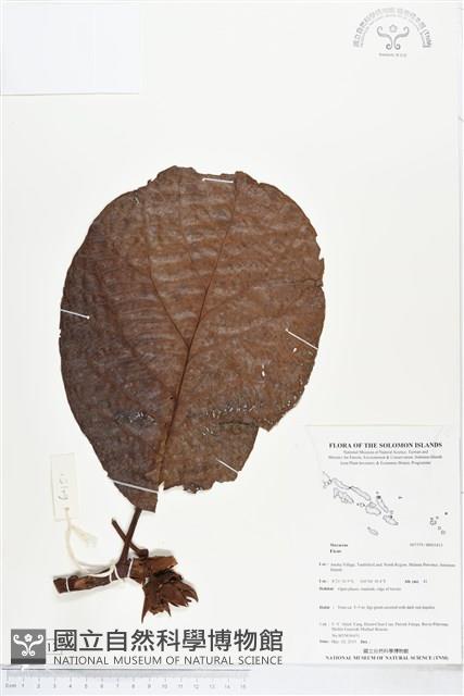 登錄號:BS05413藏品圖，第1張