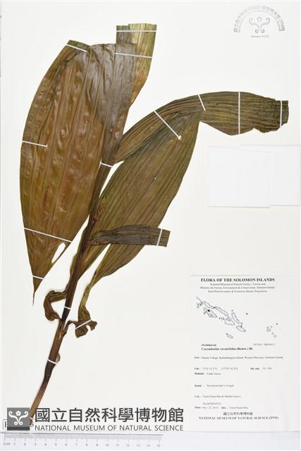 管花蘭藏品圖，第1張