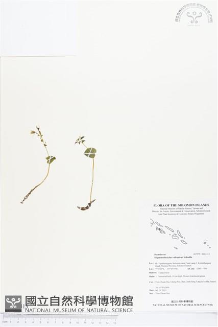 登錄號:BS03413藏品圖，第1張