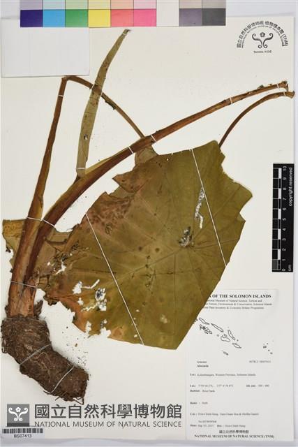 登錄號:BS07413藏品圖，第1張