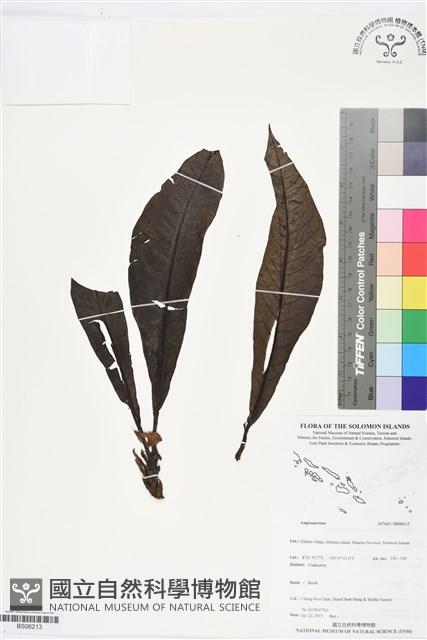 登錄號:BS06213藏品圖，第1張