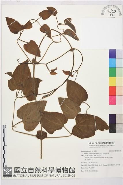 田代氏鐵線蓮藏品圖，第1張