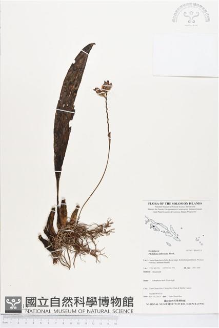 登錄號:BS04213藏品圖，第1張