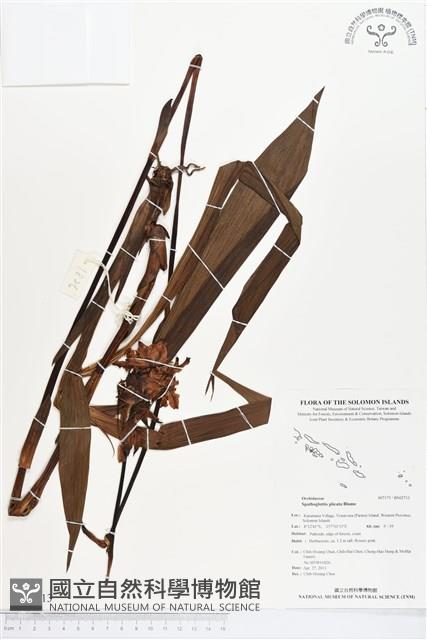 紫苞舌蘭、紫蘭藏品圖，第1張