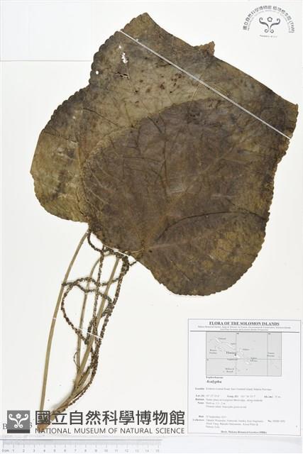 登錄號:BS01713藏品圖，第1張