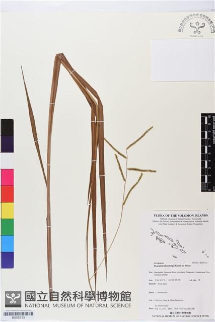 雀稗藏品圖，第1張