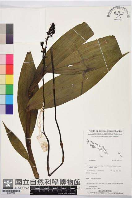 登錄號:BS07713藏品圖，第1張