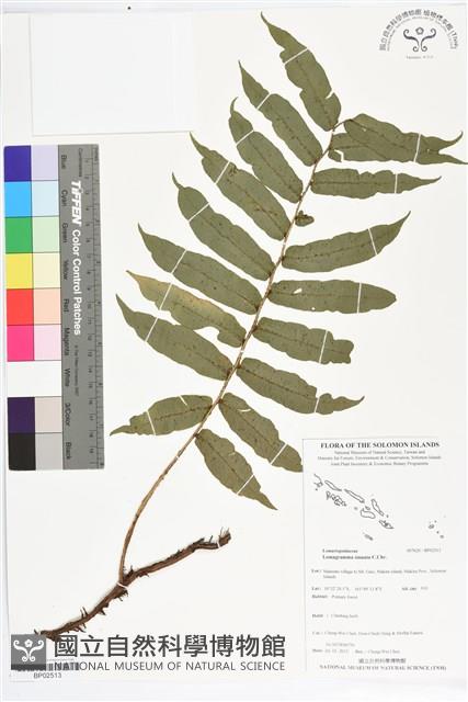 登錄號:BP02513藏品圖，第1張