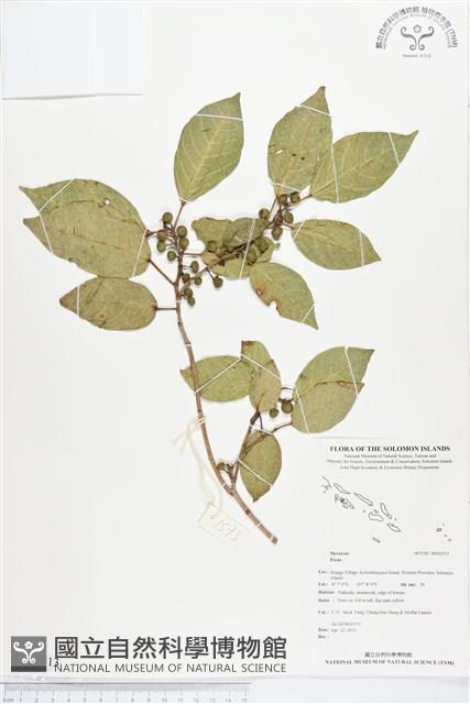 登錄號:BS02513藏品圖，第1張