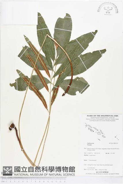 登錄號:BP01513藏品圖，第1張