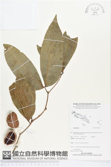 登錄號:BS04513藏品圖，第1張