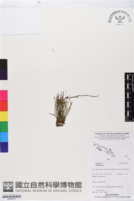 登錄號:BP02913藏品圖，第1張