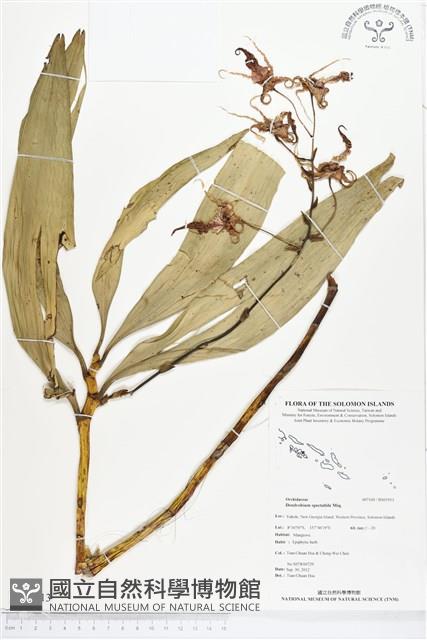 大鬼石斛蘭藏品圖，第1張