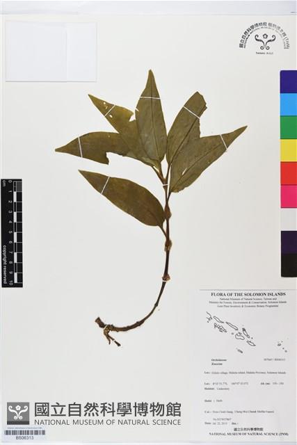 登錄號:BS06313藏品圖，第1張