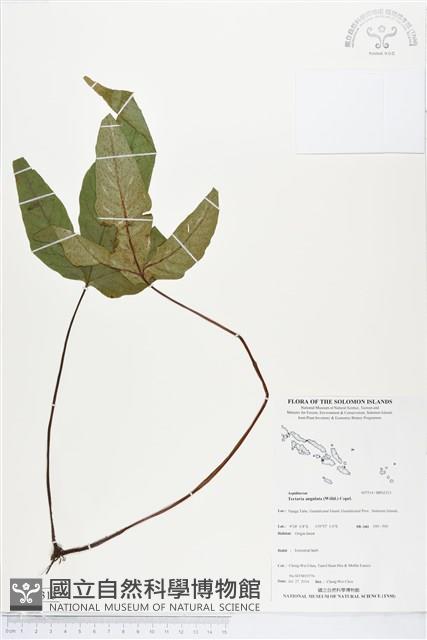 登錄號:BP02313藏品圖，第1張