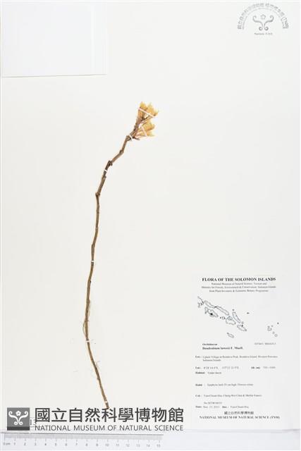 登錄號:BS04313藏品圖，第1張